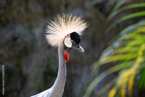 grey crowned crane