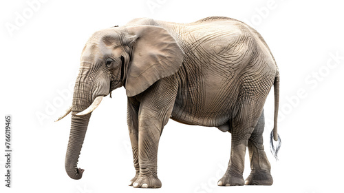 African elephant isolated on a white background as transparent PNG