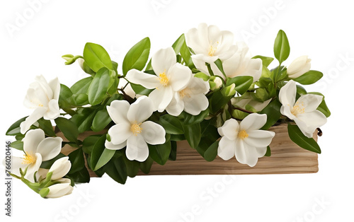 Aromatic jasmine flowers, filling the air with sweetness.