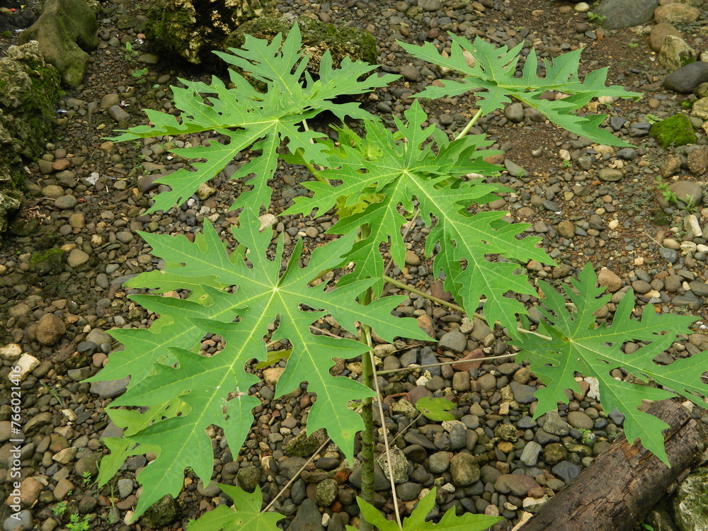 Original photo of the leaves of the Papaya plant which has the Latin name (Carica Papaya L) which grows in tropical areas Original photo of the leaves of the Papaya plant which has the Latin name (Carica Papaya L) which grows in tropical areas