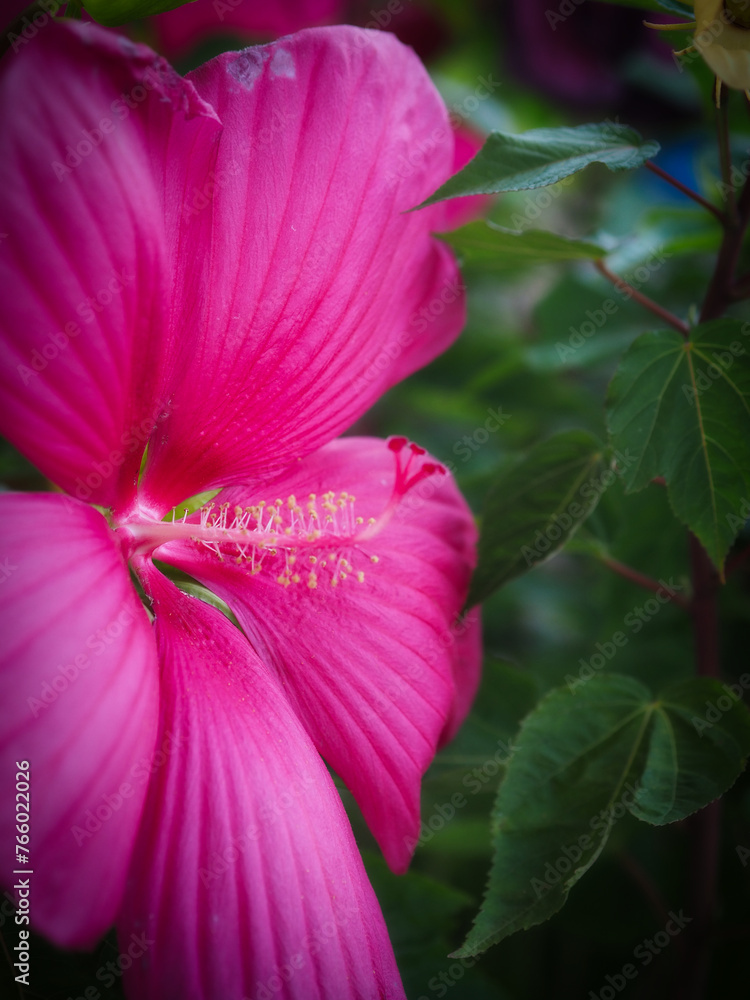 Fototapeta premium Pink Flower