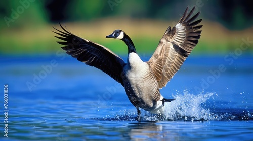 profile of a canada goose as it rises out of a blue lake. At it rises, the goose spreads its wings backwards as if to imitate an angel floating to heaven.