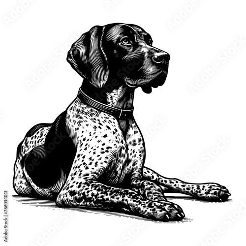 GermanPointer_laying_01Full-length German Shorthaired Pointer dog laying down. Hand Drawn Pen and Ink. Vector Isolated in White. Engraving vintage style illustration for print, tattoo, t-shirt
