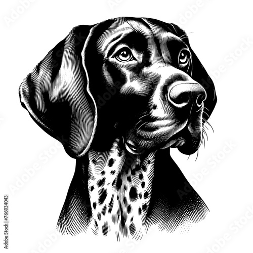 German Shorthaired Pointer dog portrait. Hand Drawn Pen and Ink. Vector Isolated in White. Engraving vintage style illustration for print, tattoo, t-shirt