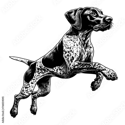 Full-length German Shorthaired Pointer dog jumping. Hand Drawn Pen and Ink. Vector Isolated in White. Engraving vintage style illustration for print, tattoo, t-shirt