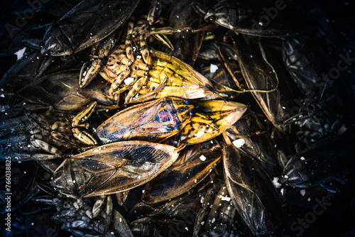 Giant water bug mixed with salt photo