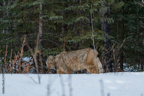 Beautiful, stunning Lynx seen off the side of the Alaska Highway in Yukon Territory, Canada during spring time with snow covered landscape surrounding the wild big cat.