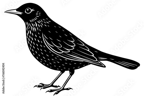 blackbird silhouette vector illustration photo