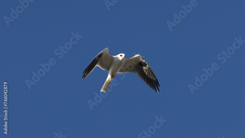 A White Tailed Kite in flight