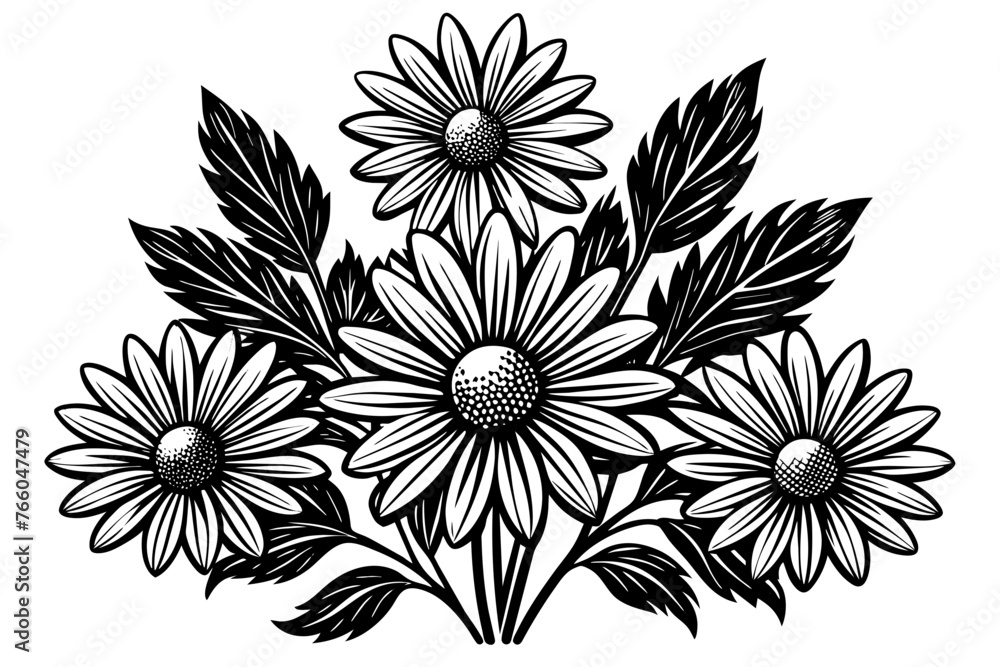 chamomile--illustrations-of-daisy-flowers