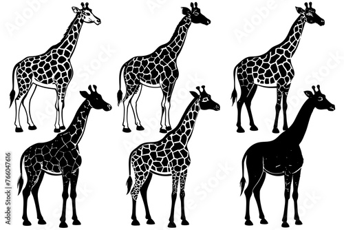 giraffe illustration