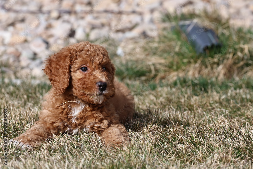 Curly haired poodle puppy