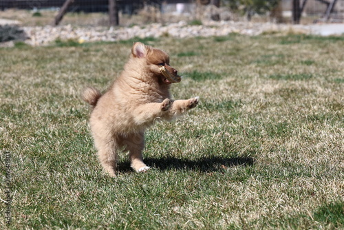 Pomeranian puppy playing