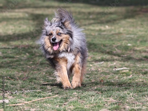 Aussiepom dog running in the grass 