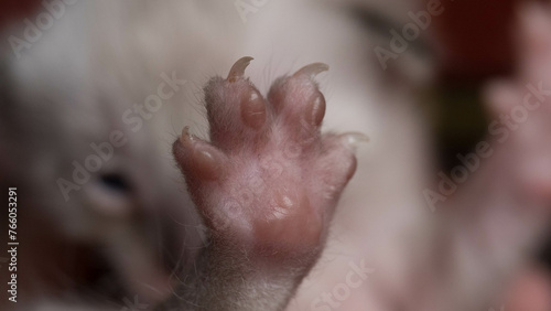 Paw of a newborn light kitten close up (ID: 766053291)