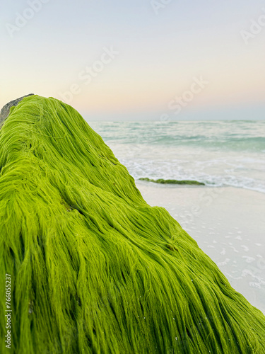 seaweed on a rock in Sarasota on the beach