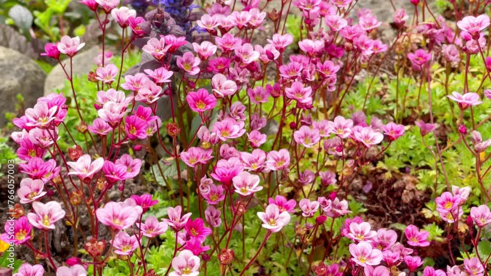 Little pink flowers moving under the soft spring wind. Fresh nature background. 4K colorful floral video. Little pink flowers moving under the soft spring wind. Fresh nature background. 4K colorful floral video.