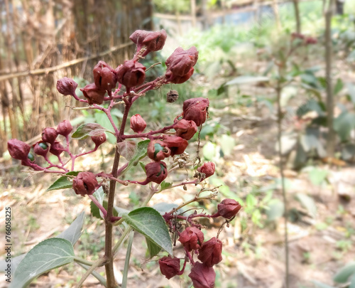 Thakurgaon Bangladesh, fruit of the Clerodendrum floribundum or lolly bush native. photo