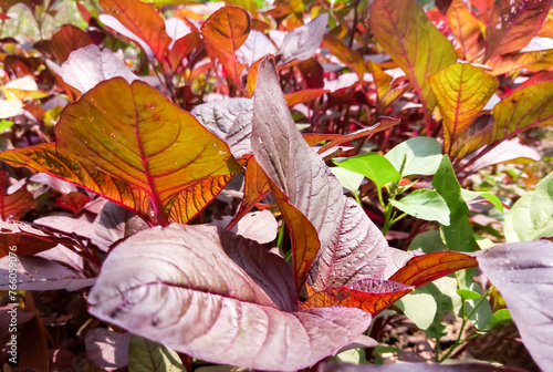 Red spinach. plant family Amaranthaceae. Amaranthus dubius, the red spinach, Chinese spinach, spleen amaranth, hon-toi-moi, yin choy, hsien tsai, or Arai keerai is a plant species. red curry leaf. photo