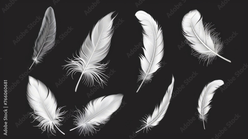 set of down, feather, Swan's down, goose feathers, chicken feathers, parrot feathers, plumelet set of down, feather, Swan's down, goose feathers, chicken feathers, parrot feathers, plumelet