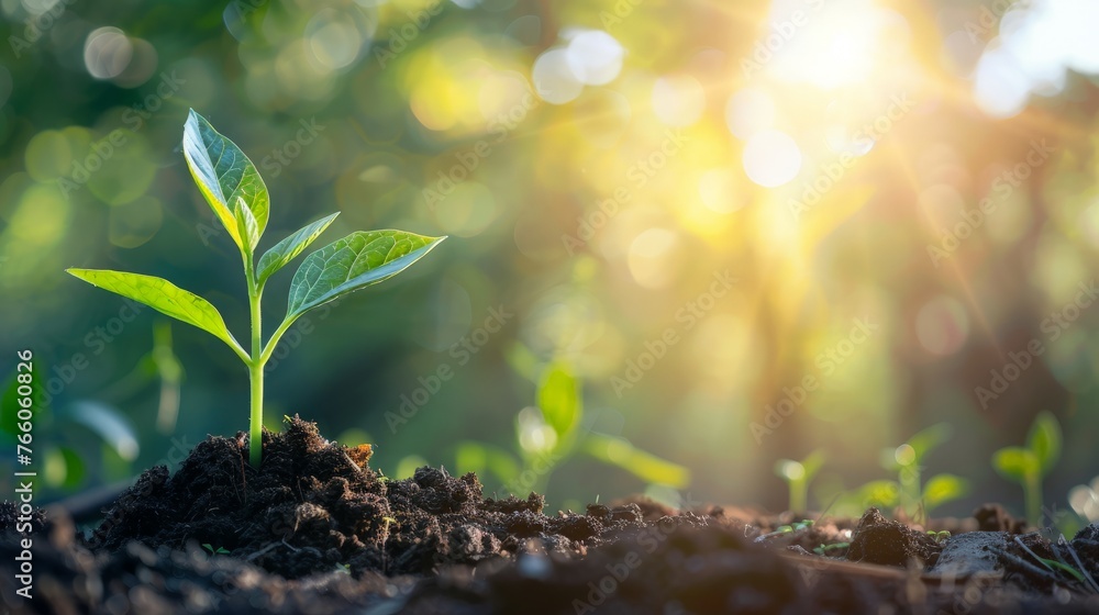 young plant growing in garden with sunlight young plant growing in garden with sunlight