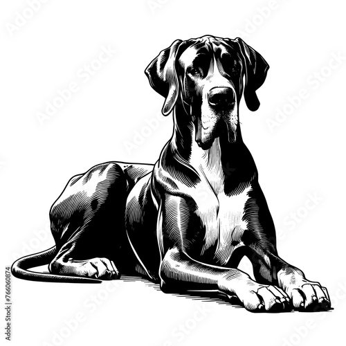 Full-length Great Dane dog laying down. Hand Drawn Pen and Ink. Vector Isolated in White. Engraving vintage style illustration for print, tattoo, t-shirt