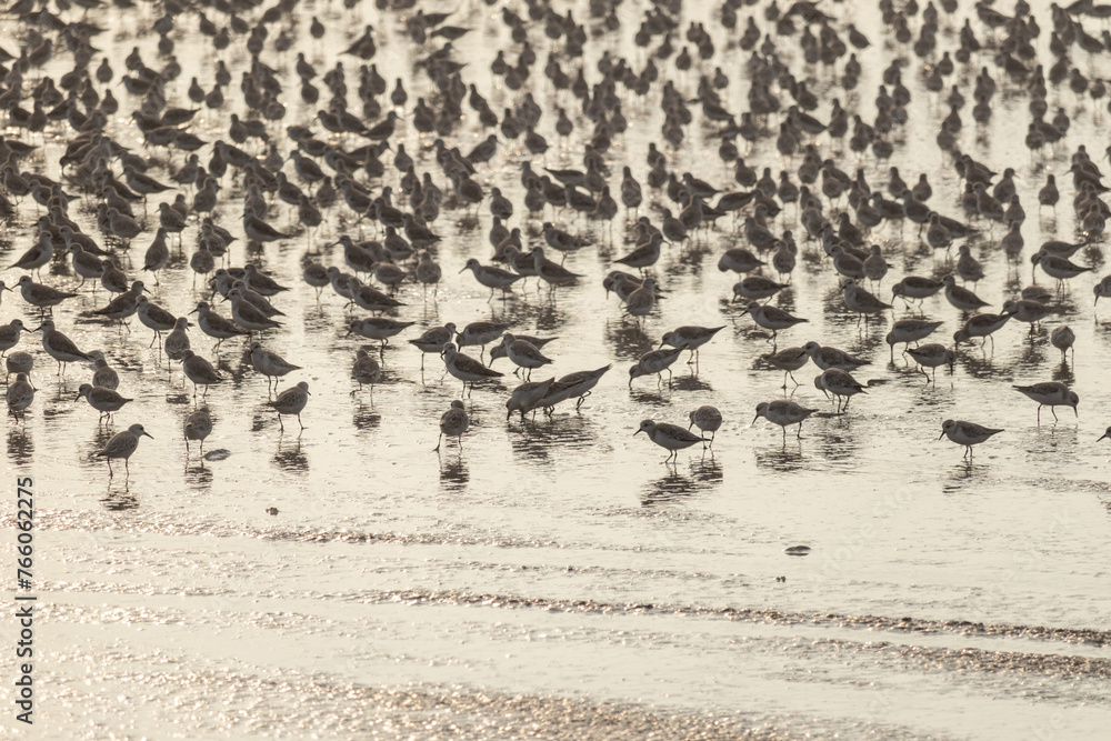 Fototapeta premium Full frame image of many different species of sea birds on a beach