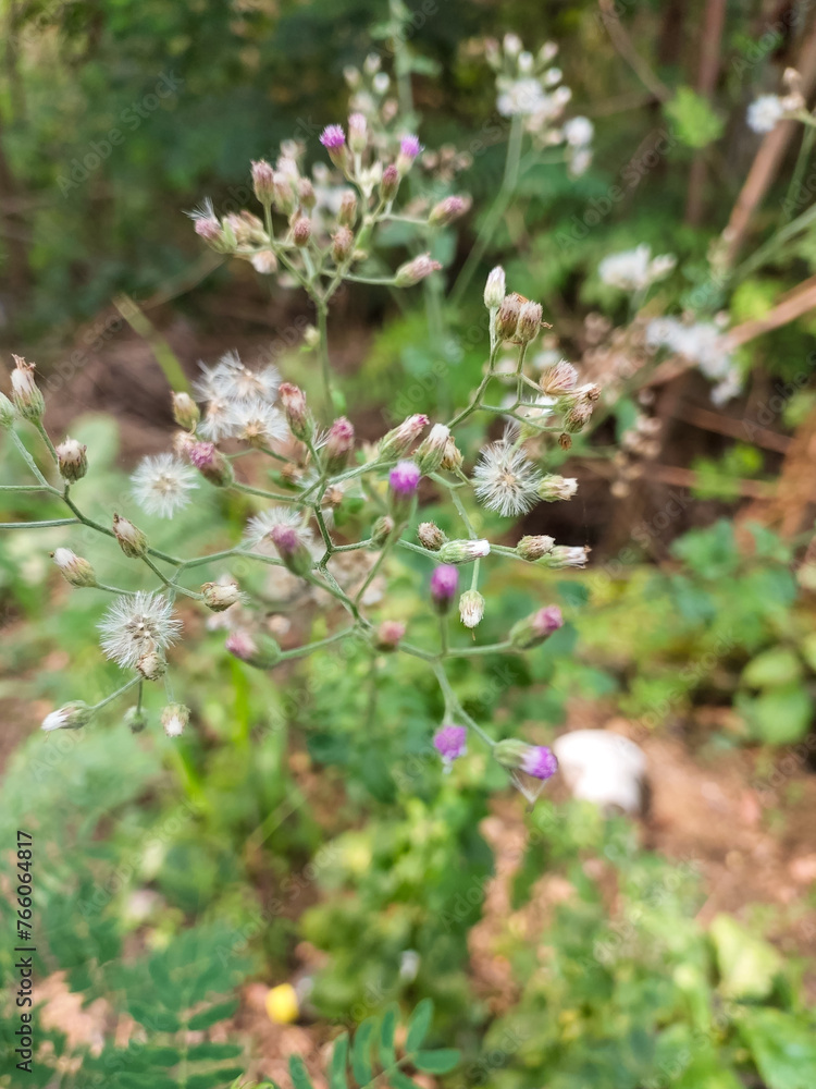 Small flowers blooming in green leaves plant growing in garden, nature photography, natural gardening background, floral wallpaper Small flowers blooming in green leaves plant growing in garden, nature photography, natural gardening background, floral wallpaper