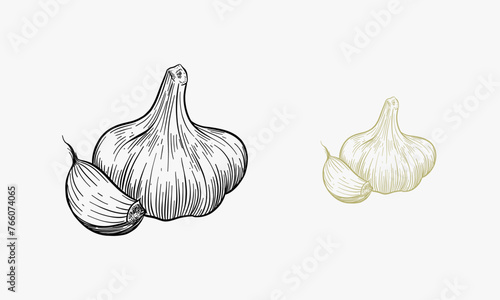Vector hand drawn garlic. Herbs and spices sketch illustration photo