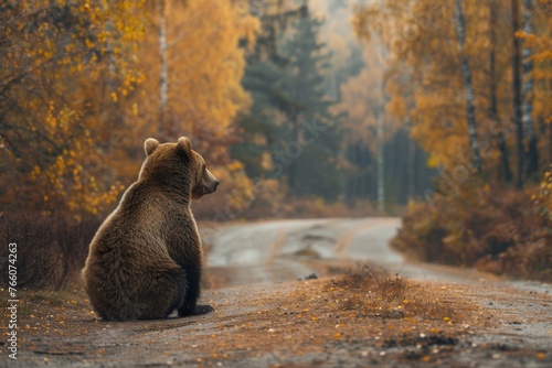 A bear is sitting on the side of a road in the woods. The bear is looking off into the distance, and the scene is peaceful and serene photo