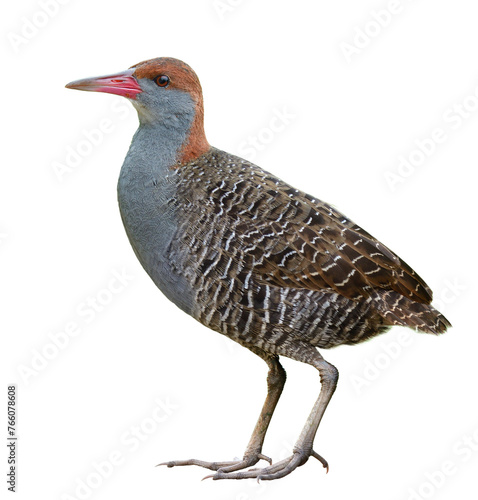 beautiful bird of Thailand, slaty-breasted rail, isolated on white background