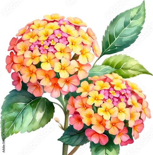 Watercolor painting of a Lantana flower. photo