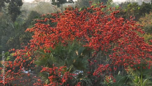 Vibrant beauty of the shimul flower in full bloom on the tree in this captivating nature video from Bangladesh's tropical landscape. Cotton Tree, Bombax, Red Silk Cotton, Kapok photo