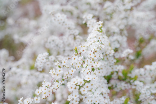 春の小さな白い花の群生、雪柳
