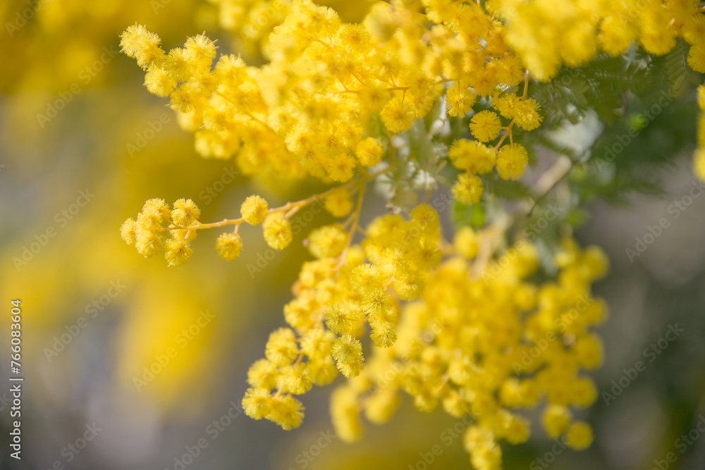 満開のミモザの花 満開のミモザの花