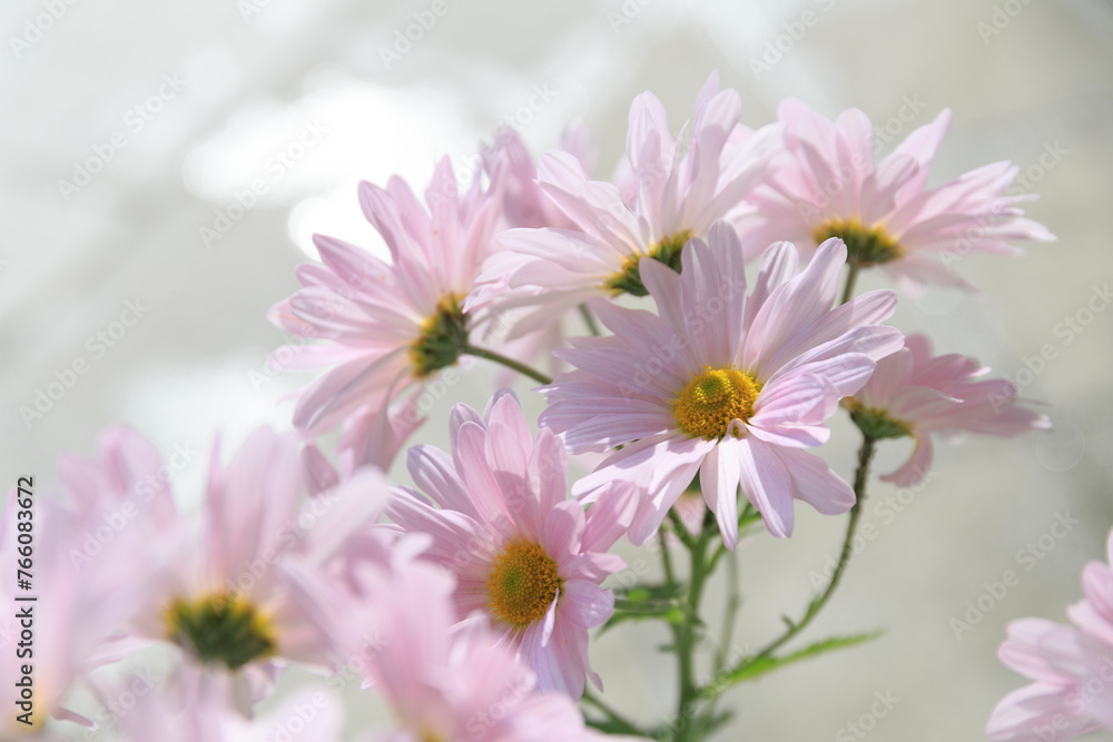 光を浴びるピンクの菊の花