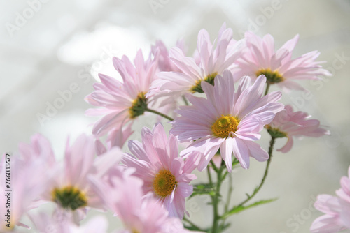 光を浴びるピンクの菊の花 © nukopic