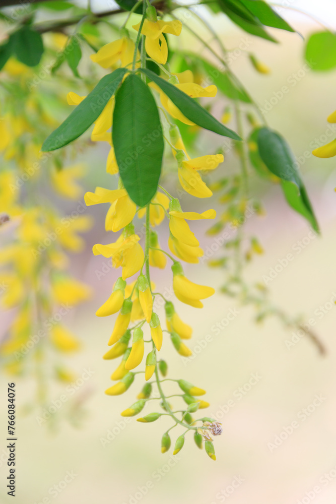 満開の黄色い藤の花 満開の黄色い藤の花