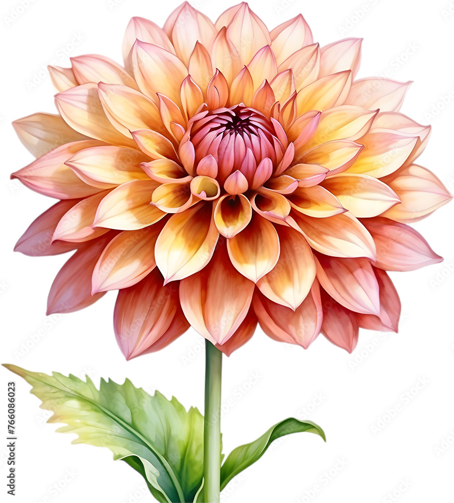 Watercolor painting of a Pompon Dahlia flower. Watercolor painting of a Pompon Dahlia flower.