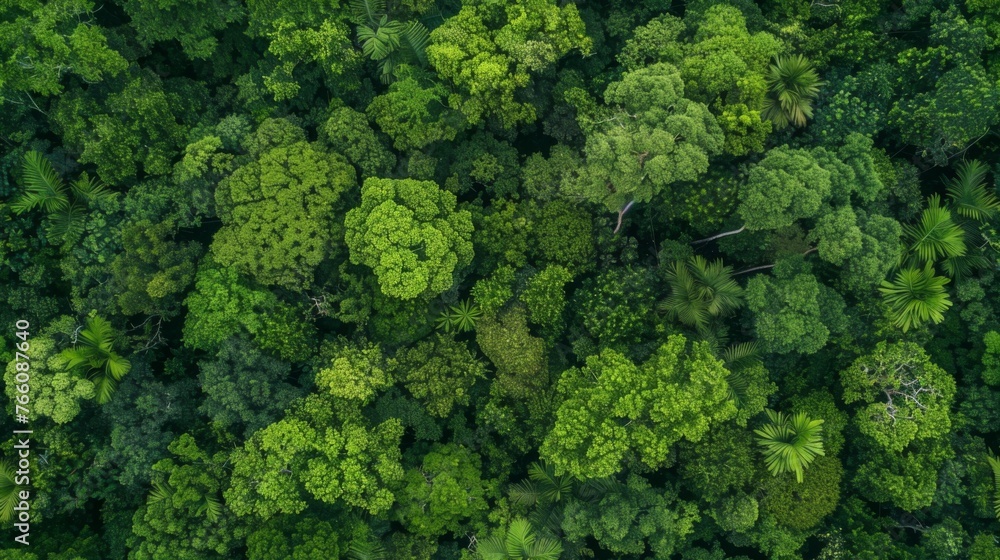 Aerial View of Dense Forest With Abundant Trees