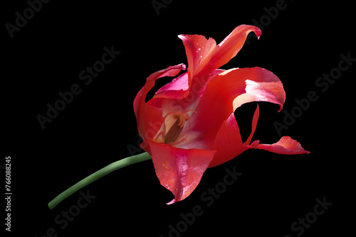 Red tulip flower on a black background. © PRUSSIA ART