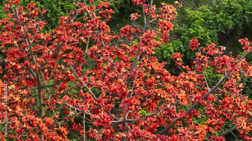 Vibrant beauty of the shimul flower in full bloom on the tree in this captivating nature video from Bangladesh's tropical landscape. Cotton Tree, Bombax, Red Silk Cotton, Kapok Vibrant beauty of the shimul flower in full bloom on the tree in this captivating nature video from Bangladesh's tropical landscape. Cotton Tree, Bombax, Red Silk Cotton, Kapok