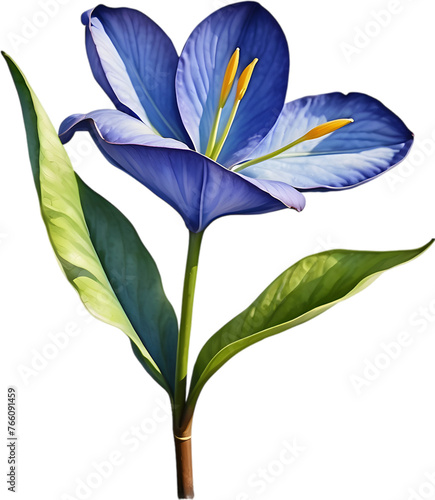 Watercolor painting of a Water Hyacinth flower. photo