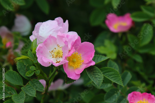 Rosehip flower in the garden.