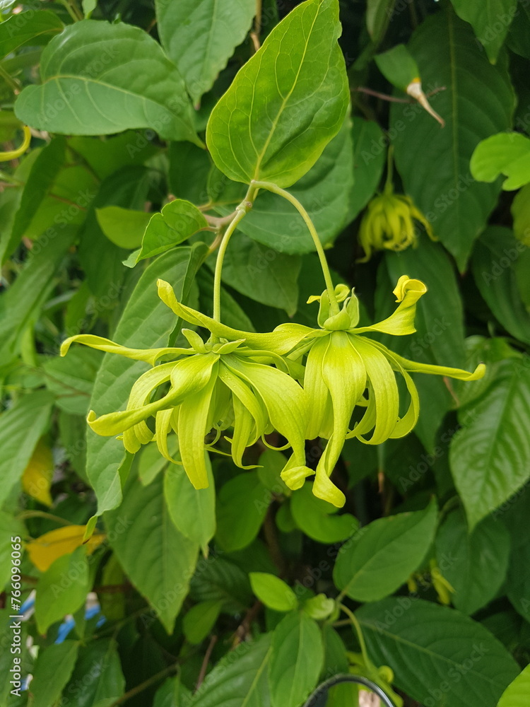 Obraz premium green tomato plants
