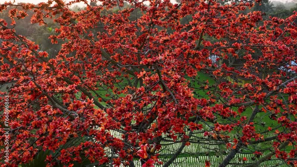 Vibrant beauty of the shimul flower in full bloom on the tree in this captivating nature video from Bangladesh's tropical landscape. Cotton Tree, Bombax, Red Silk Cotton, Kapok Vibrant beauty of the shimul flower in full bloom on the tree in this captivating nature video from Bangladesh's tropical landscape. Cotton Tree, Bombax, Red Silk Cotton, Kapok