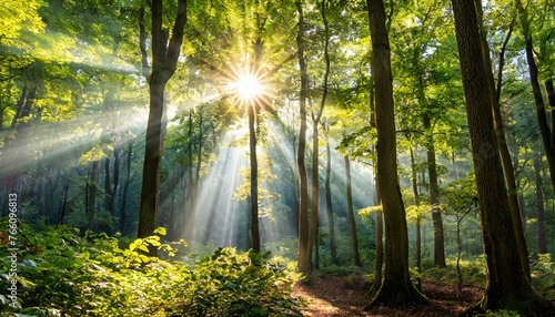 the sun shining through the trees in a forest © Bilawl