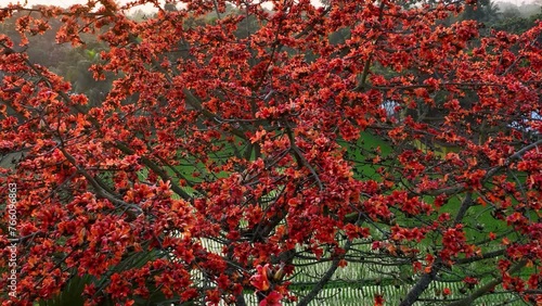 Vibrant beauty of the shimul flower in full bloom on the tree in this captivating nature video from Bangladesh's tropical landscape. Cotton Tree, Bombax, Red Silk Cotton, Kapok photo