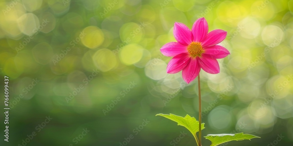 Single Pink Dahlia Flower in Sunlight Single Pink Dahlia Flower in Sunlight