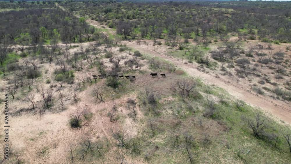 Aerial video of a small herd of black cow on a ranch in Texas. Aerial video of a small herd of black cow on a ranch in Texas.